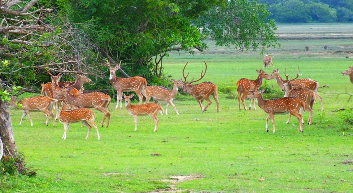 Bundala National Park
