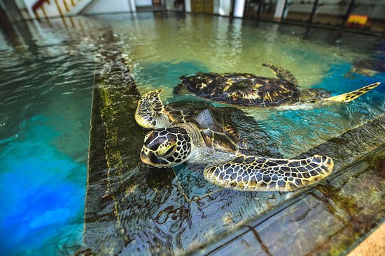 Sea Turtle Hatchery Habaraduwa