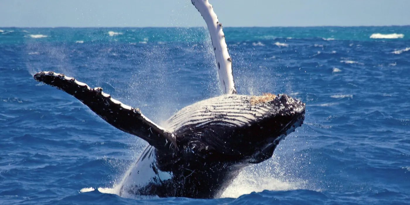 Whale Watching Mirissa